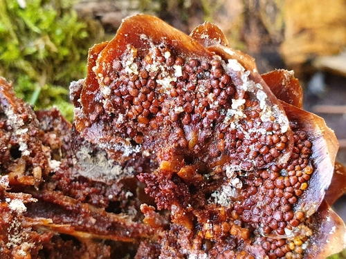 Cherry-Spruce Rust