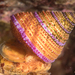Jeweled Top Snail - Photo (c) Pat Webster @underwaterpat, all rights reserved, uploaded by Pat Webster @underwaterpat