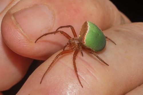 Ocrepeira yaelae