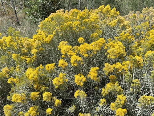Ericameria nauseosa var. salicifolia