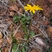 Serpentine Groundsel - Photo (c) Asher Budnik, all rights reserved, uploaded by Asher Budnik