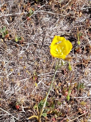 iNaturalist observation photo of Yellow Mariposa Lily