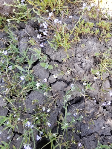 iNaturalist observation photo of Calicoflowers