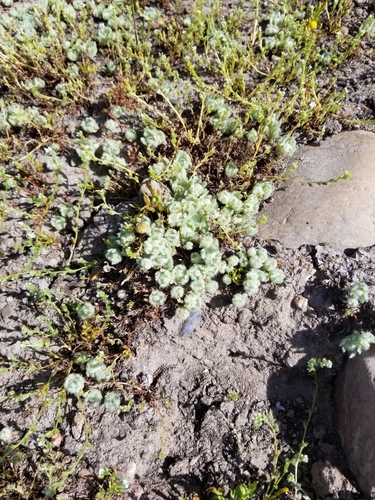 iNaturalist observation photo of low woolly marbles