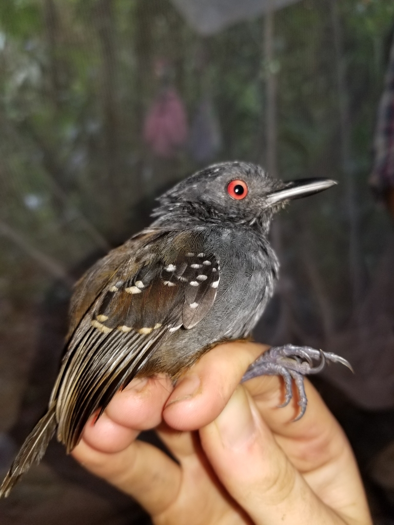 Esmeraldas Antbird (Sipia nigricauda) photo