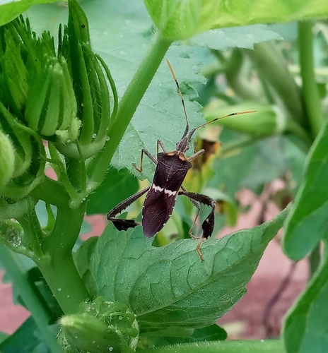 Leptoglossus zonatus