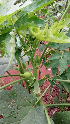 Okra