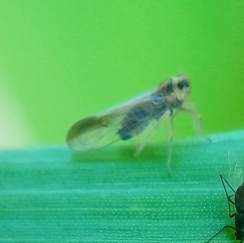Sogatella kolophon