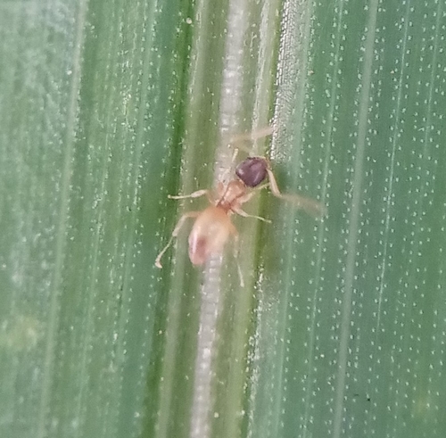 Ghost Ant