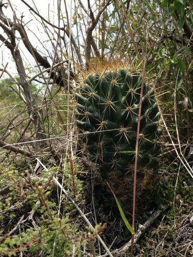 Coryphantha octacantha