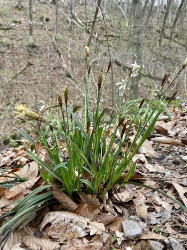 Carex careyana