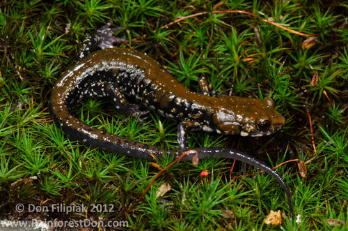 Pigeon Mountain Salamander