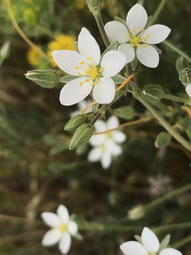 Spergularia macrotheca var. leucantha
