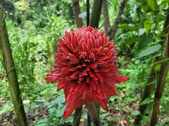Etlingera elatior image