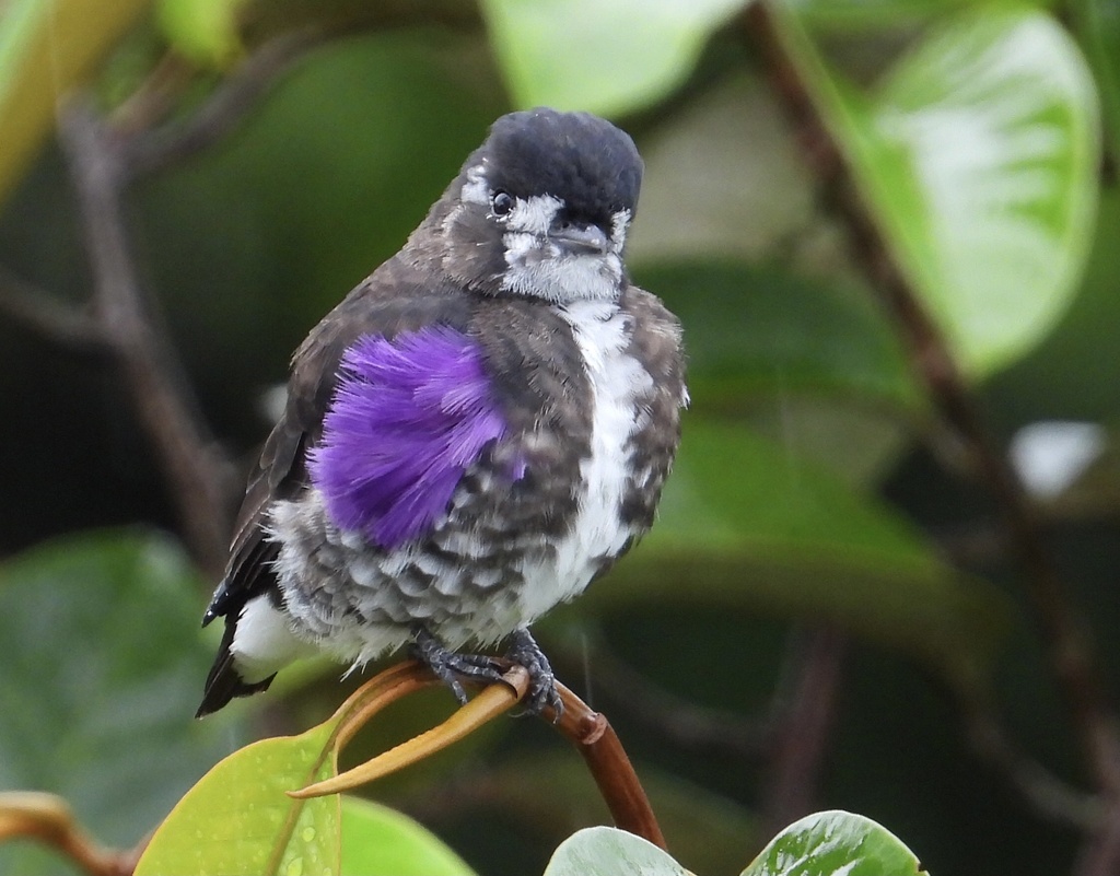 White-browed Purpletuft (Iodopleura isabellae) photo