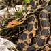 Western Foxsnake - Photo (c) Kyle, all rights reserved, uploaded by Kyle