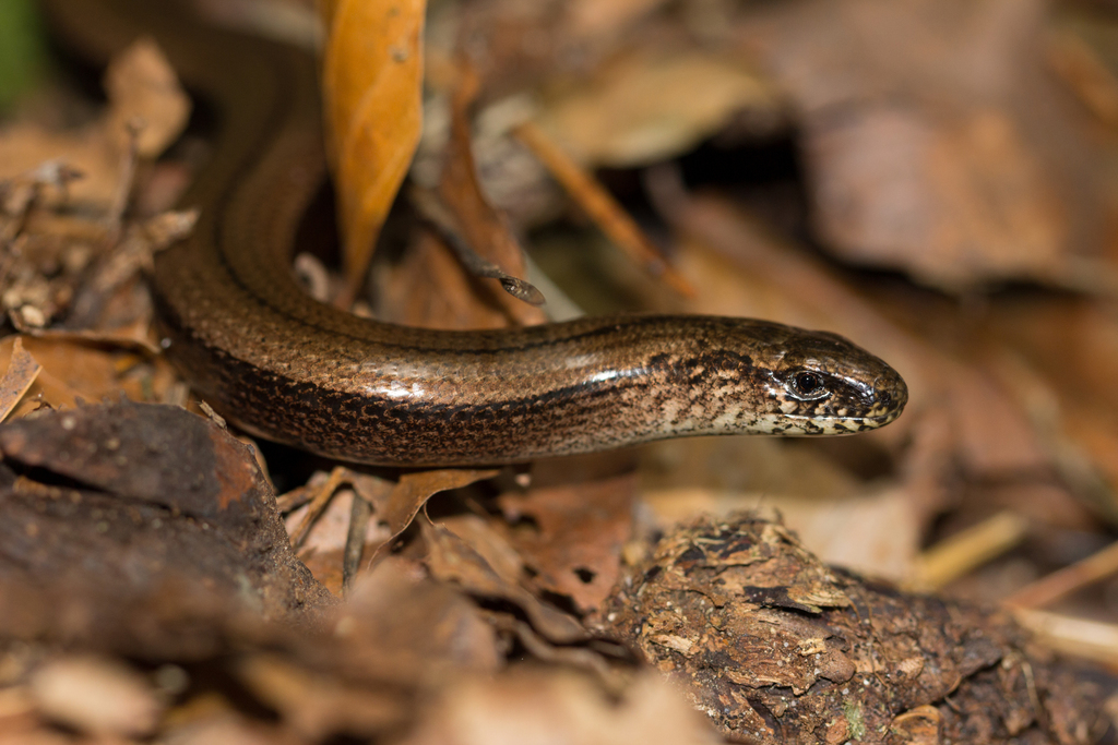 Common Slowworm from Alte Fasanerie on October 3, 2012 by Anne. Slow ...