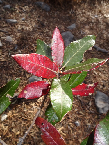 Quercus × dysophylla