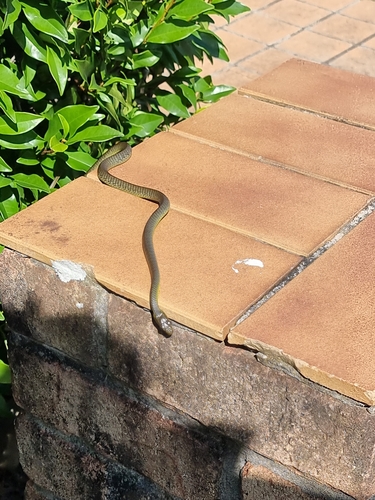 Common Tree Snake sighting
