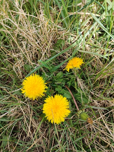 common dandelion