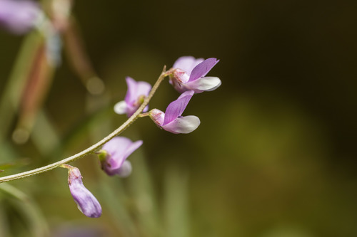 Vicia palaestina