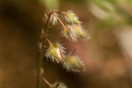 Spotted Rock-rose