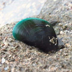 Perna viridis image