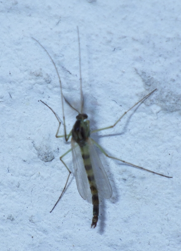 Complex Chironomus plumosus · iNaturalist