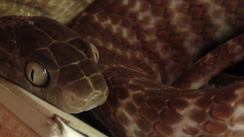 Brown Tree Snake sighting