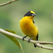 Thick-billed Euphonia - Photo (c) Valeria Puertas, all rights reserved, uploaded by Valeria Puertas
