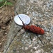 Red-spotted Longicorn Beetle - Photo (c) Andrea Lee, all rights reserved, uploaded by Andrea Lee