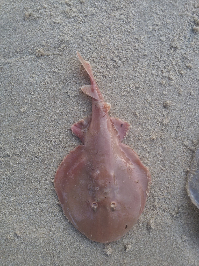 Mumb Fish Brown Numbfish in January 2018 by Abhishek Jamalabad · iNaturalist