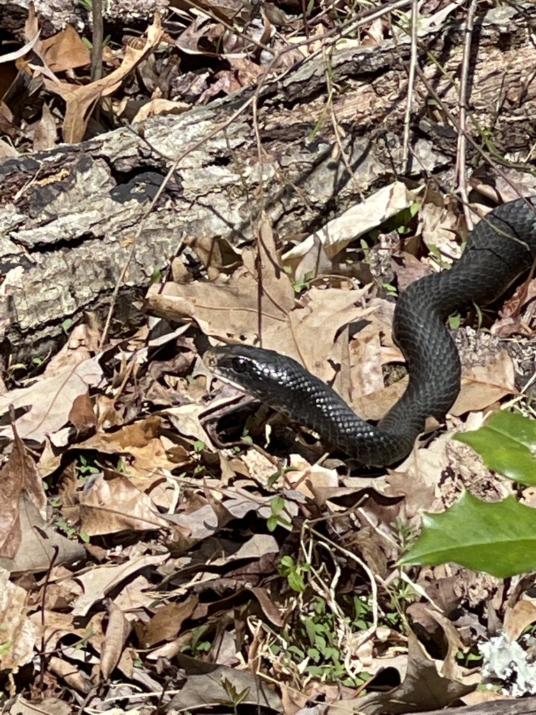 North American Racer from Lothian, MD, US on April 12, 2022 at 02:17 PM ...