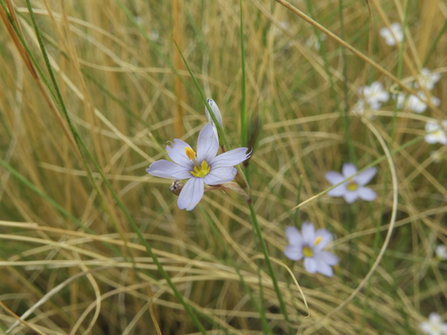 Sisyrinchium capillare