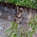 Bradypus variegatus trivittatus - Photo (c) Angelo Costa, todos los derechos reservados, uploaded by Angelo Costa