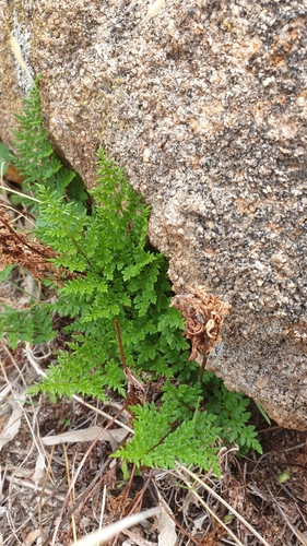 Rock Fern