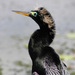 Anhinga anhinga - Photo (c) Jeff Stauffer, כל הזכויות שמורות, הועלה על ידי Jeff Stauffer