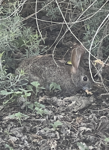 iNaturalist observation photo of Desert Cottontail
