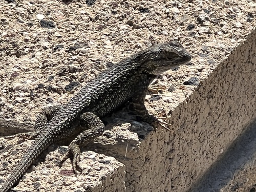 iNaturalist observation photo of Western Fence Lizard