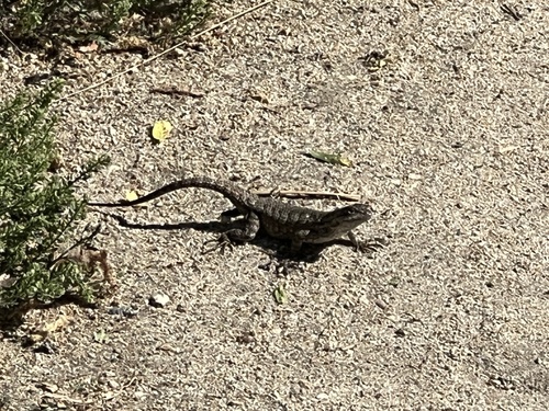 iNaturalist observation photo of Western Fence Lizard