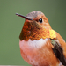 Rufous Hummingbird - Photo (c) Wendy Feltham, all rights reserved, uploaded by Wendy Feltham