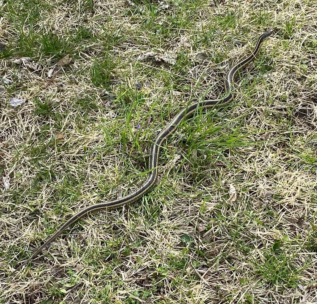 Common Garter Snake from IL-162, Pontoon Beach, IL, US on April 11 ...