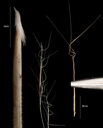 Aristida warburgii