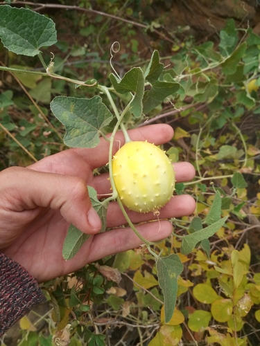 Cucumis pustulatus