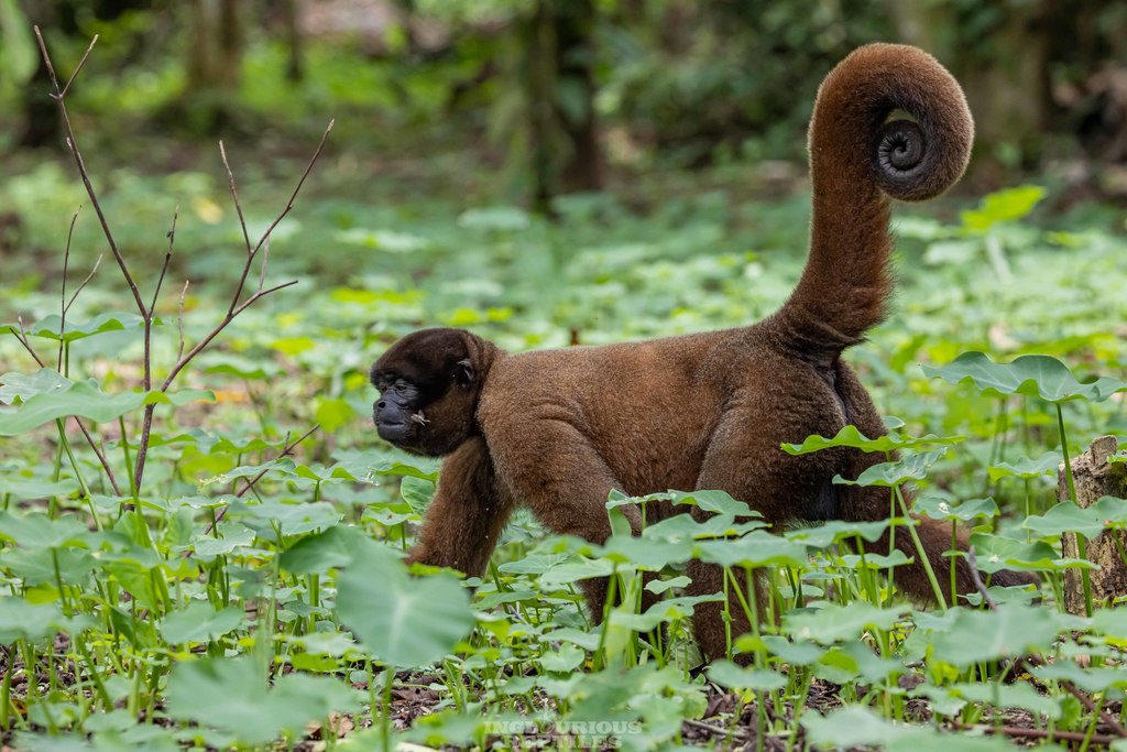 Common Woolly Monkey