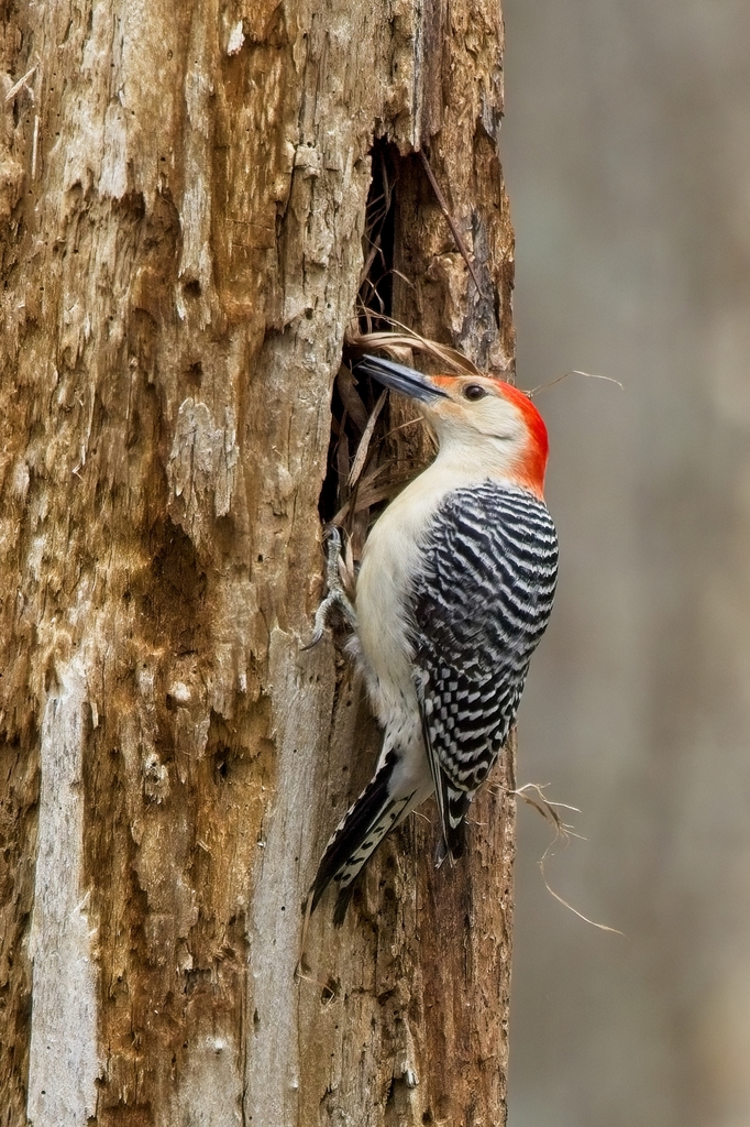 Red-bellied Woodpecker from Patuxent Research Refuge, Prince George's ...