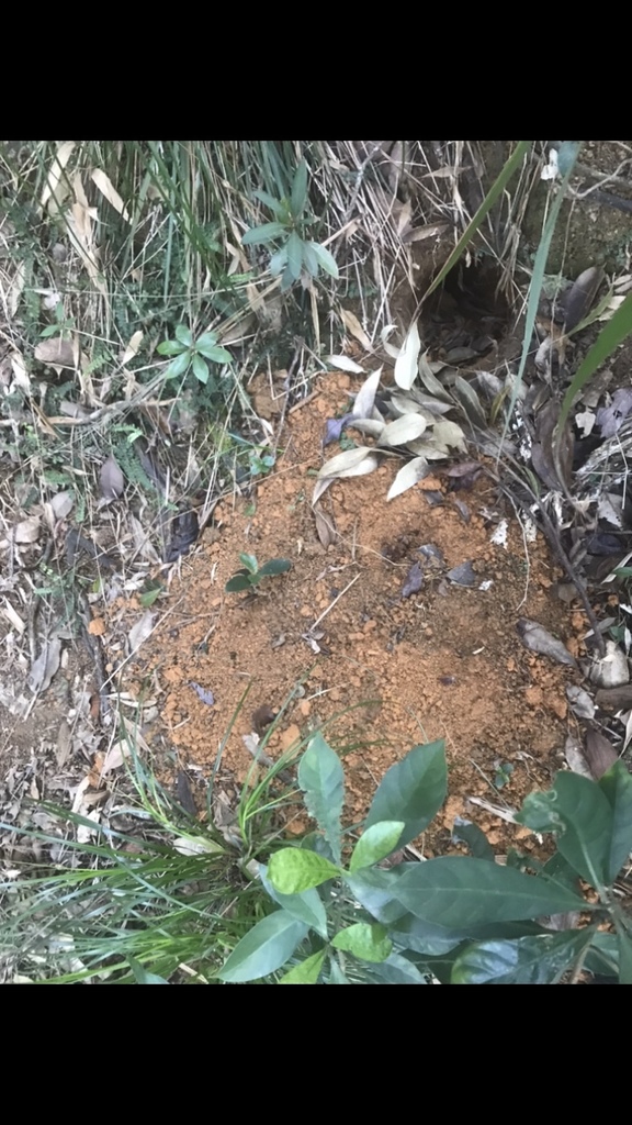 Chinese Pangolin in February 2022 by justaname. Abandon burrow ...