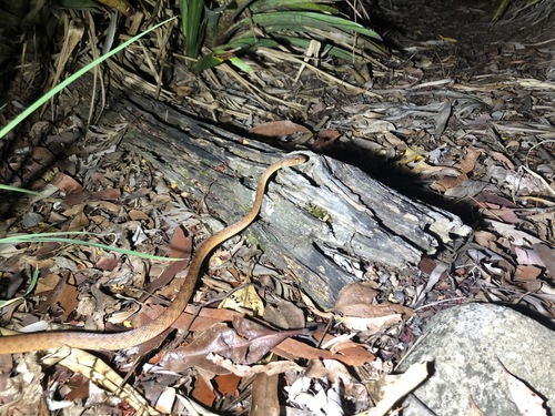 Brown Tree Snake sighting