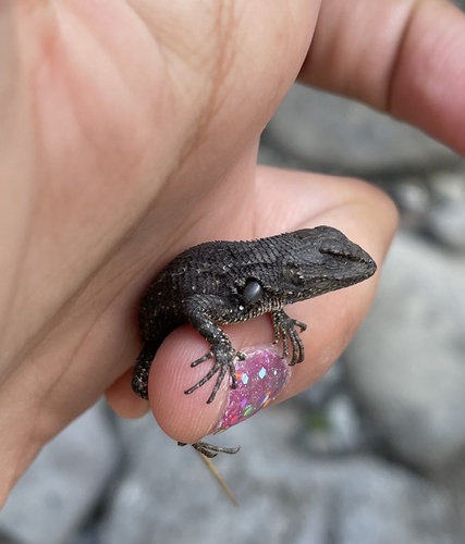 iNaturalist observation photo of Western Fence Lizard