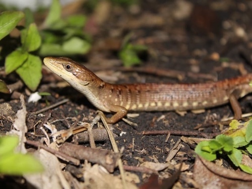 Smooth-headed Alligator Lizard